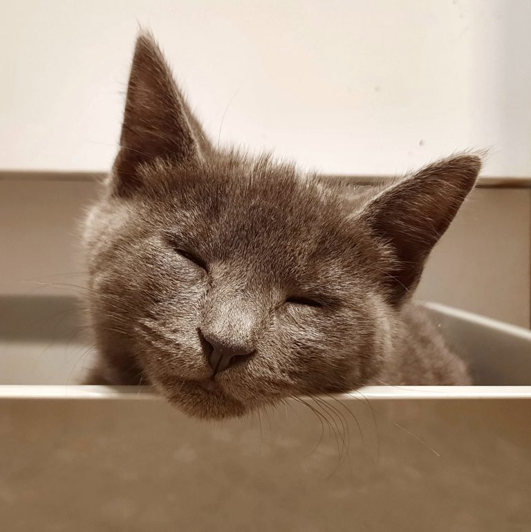 c1054 storm (male) 2